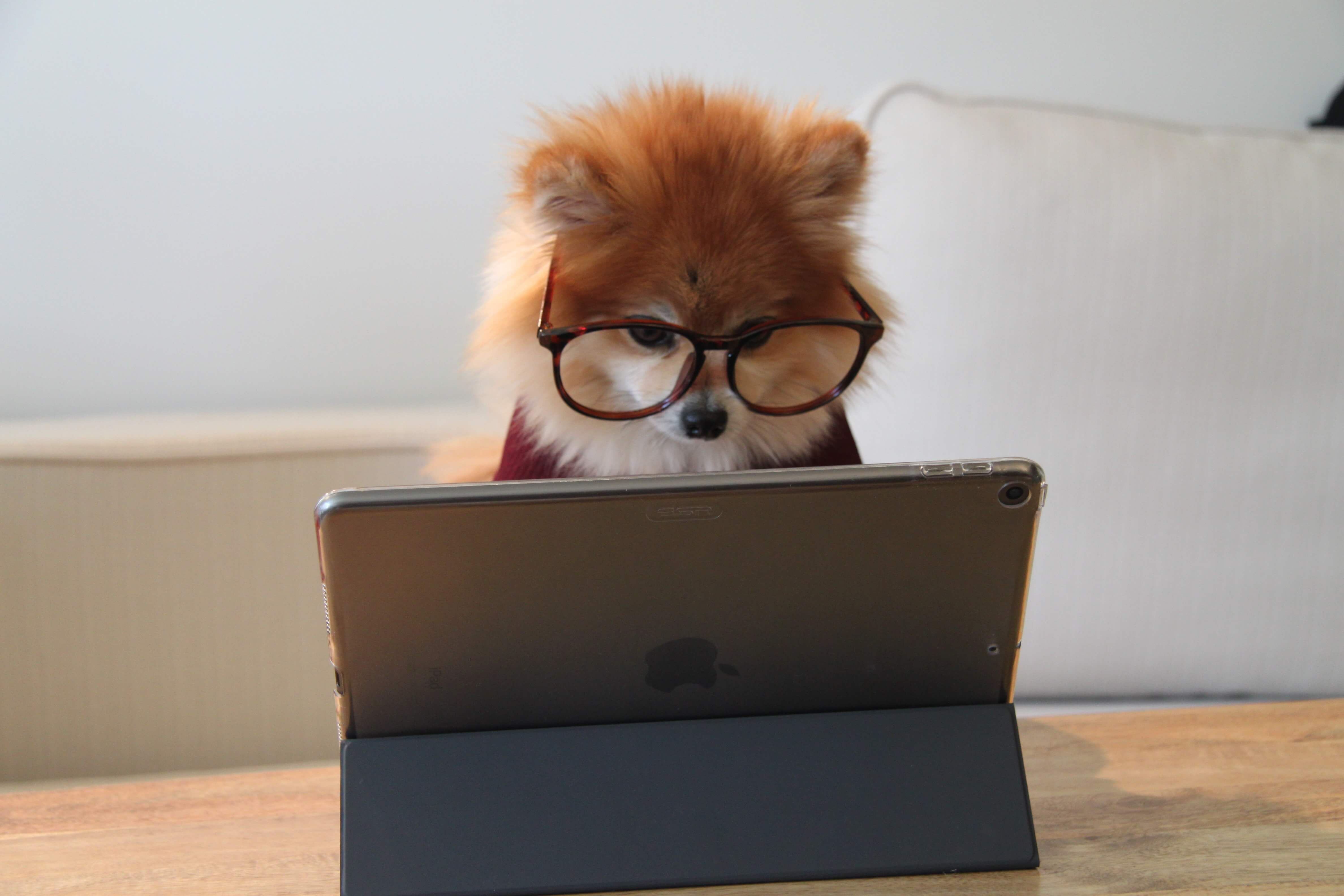 A cute dog looking at a tablet